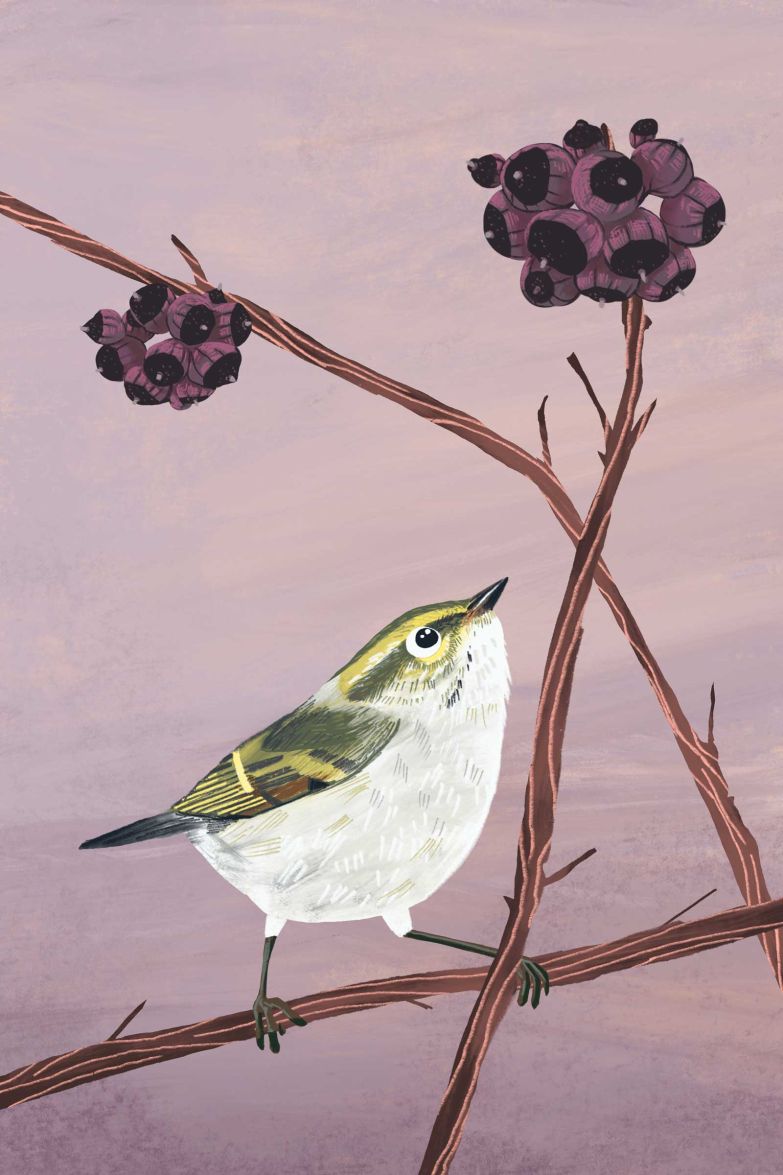 Die Natur und ein feines Gespür für Farben prägen die Papierprodukte und Illustrationen von Tanja di Mare, etwa den «Goldhähnchen Laubsänger». maredimaria.ch